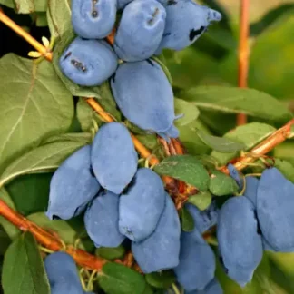 Жимолость Бореал Біст (саджанець, дворічний)