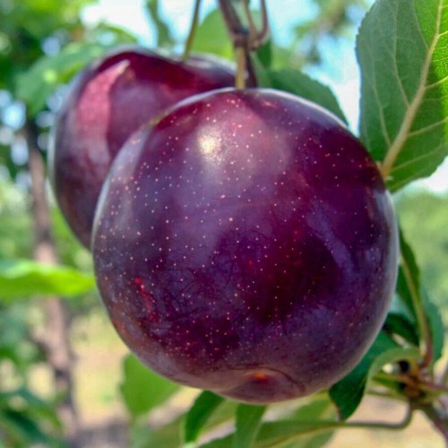 Диплоїдна слива Анжеліна (саджанець, однорічний)