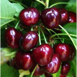Черешня Біг Стар (саджанець, трьохрічний)