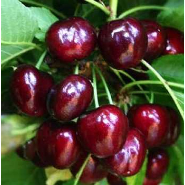 Черешня Біг Стар (саджанець, трьохрічний)