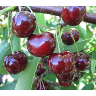 Вишня Ерді великоплідна (саджанець, трьохрічний)