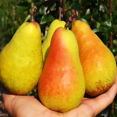 Груша Амфора (саджанець, трьохрічний)