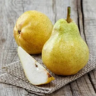 Груша Дюшес (саджанець, трьохрічний)