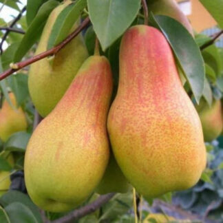 Груша Мадам Балле (саджанець, трьохрічний)