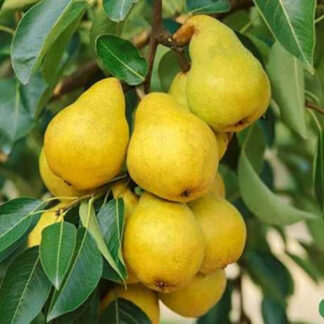 Груша Золота осінь (саджанець, трьохрічний)