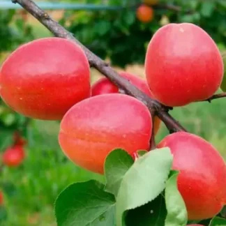 Абрикос Вондер Кот (саджанець, трьохрічний)