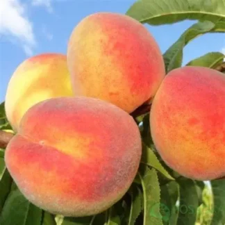 Персик Альстар (саджанець,