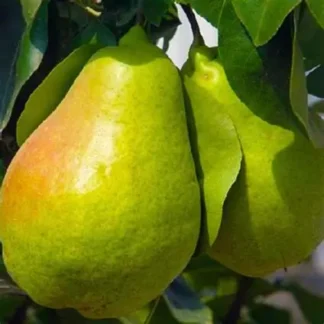 Груша Нояберська (саджанець, дворічний)