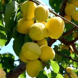 Абрикос Ананасний (саджанець, трьохрічний)