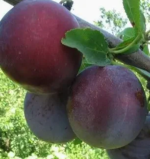 Слива Кишинівська Рання (саджанець, трьохрічний)