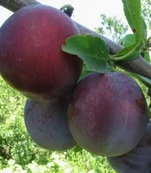 Слива Кишинівська Рання (саджанець, трьохрічний)