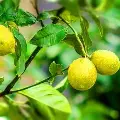Саджанці лимона Солодкий пунш
