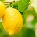 Саджанці лимона Улюбленець