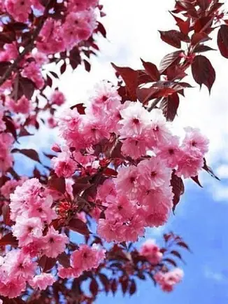 Сакура Бургунді