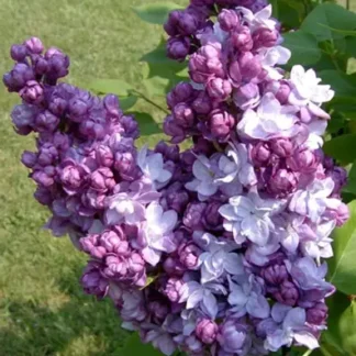 Бузок Тарас Бульба