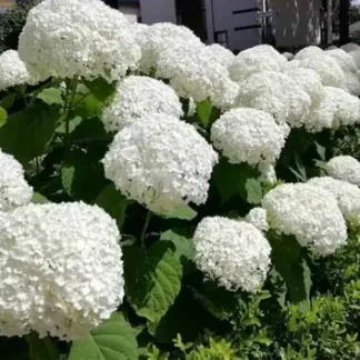 Гортензія Біла
