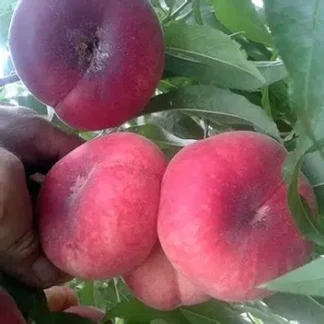 Персик інжирний Уфо 3 (саджанець,