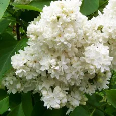 Бузок Монблан