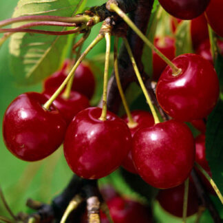 Вишня Балатон (саджанець, трьохрічний)