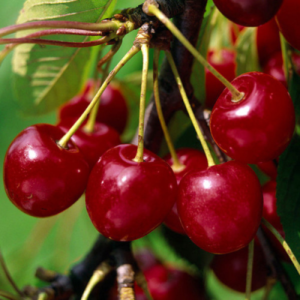 Вишня Балатон (саджанець, трьохрічний)