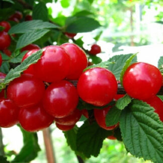 Вишня Войлочна (саджанець, трьохрічний)