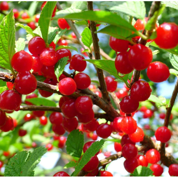 Вишня Запаморочлива радість (саджанець, трьохрічний)