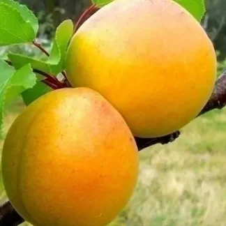 Абрикос Голд Річ (саджанець, трьохрічний)