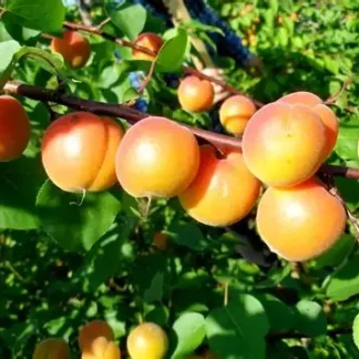 Абрикос Амур (саджанець, трьохрічний)