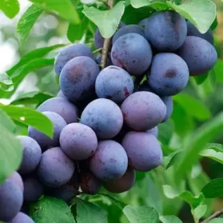 Слива Стенлей (саджанець, трьохрічний)