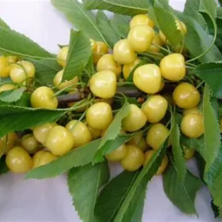 Черешня Дрогана (саджанець, трьохрічний)