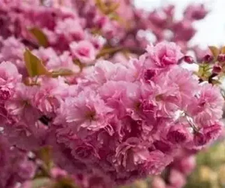 Сакура Канзан