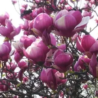 Магнолия Суланжа/Р9