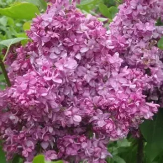 Бузок Богдан Хмельницький