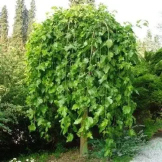 Плакуча шовковиця на штамбі Шепіт вітру