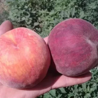 Персик Вавиловський (саджанець, трьохрічний)