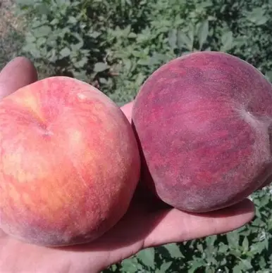 Персик Вавиловський (саджанець, трьохрічний)