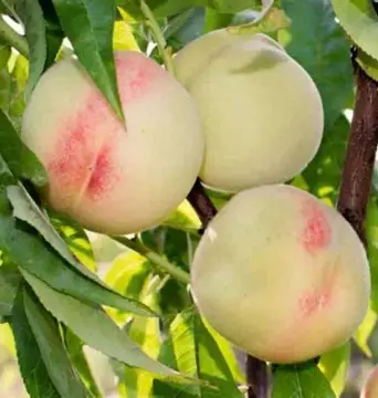Персик Білий Лебідь (саджанець, трьохрічний)
